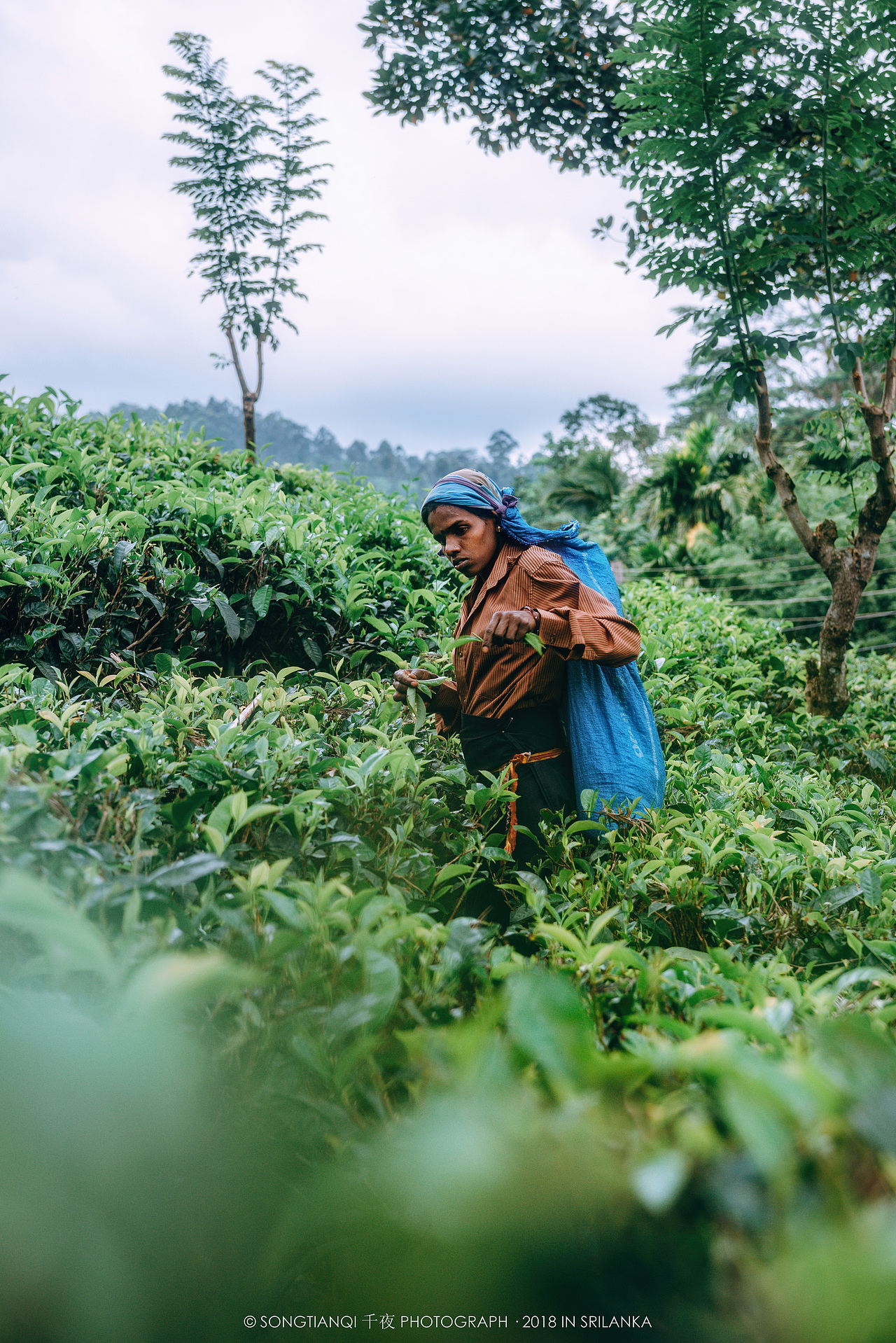 行走在印度洋上的眼泪——斯里兰卡°