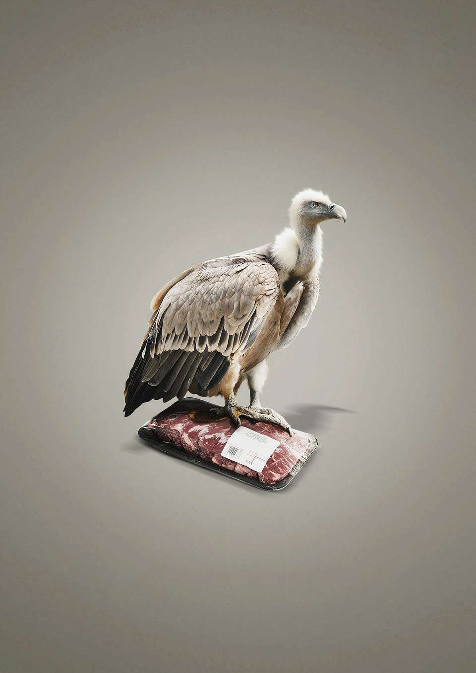 公益海报,野生动物,动物,保护,野生保护协会,世界动植物日,动物折页