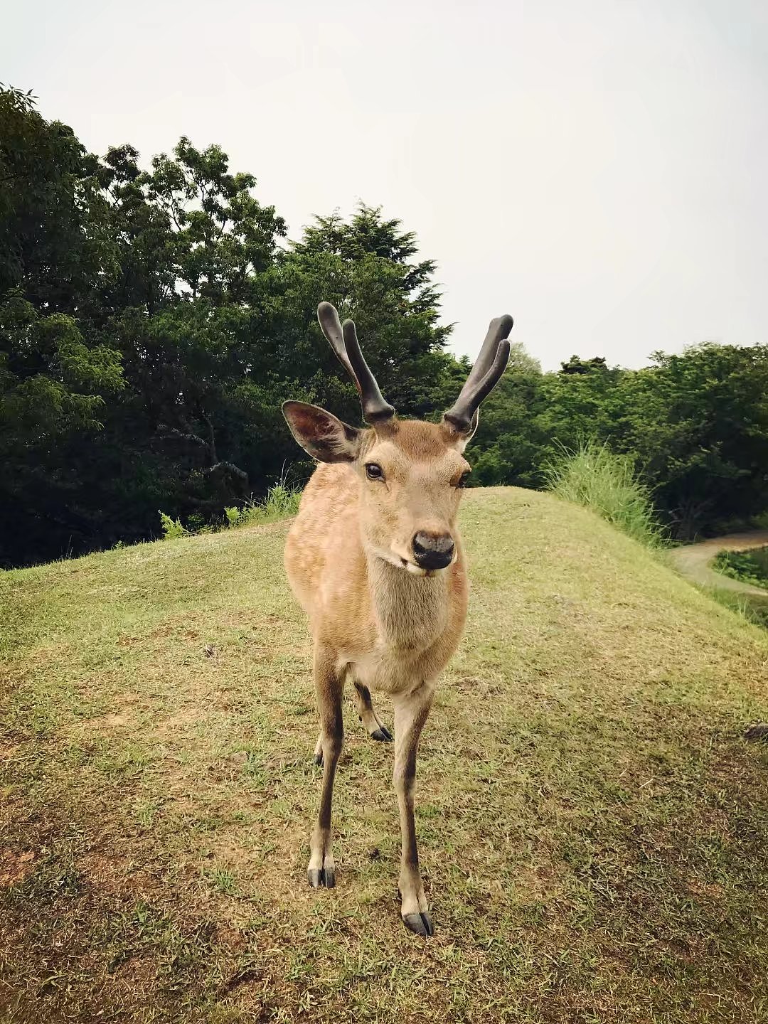 日本京都一周游