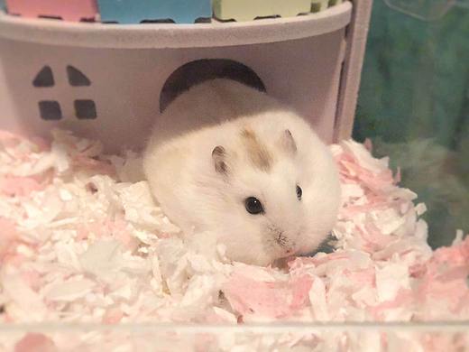 倉鼠（個人主頁-ZMzI4MjQ2Mjg=） - 寵物攝影 - 站酷設(shè)計師close的記錄原創(chuàng)素材 - 站酷ZCOOL