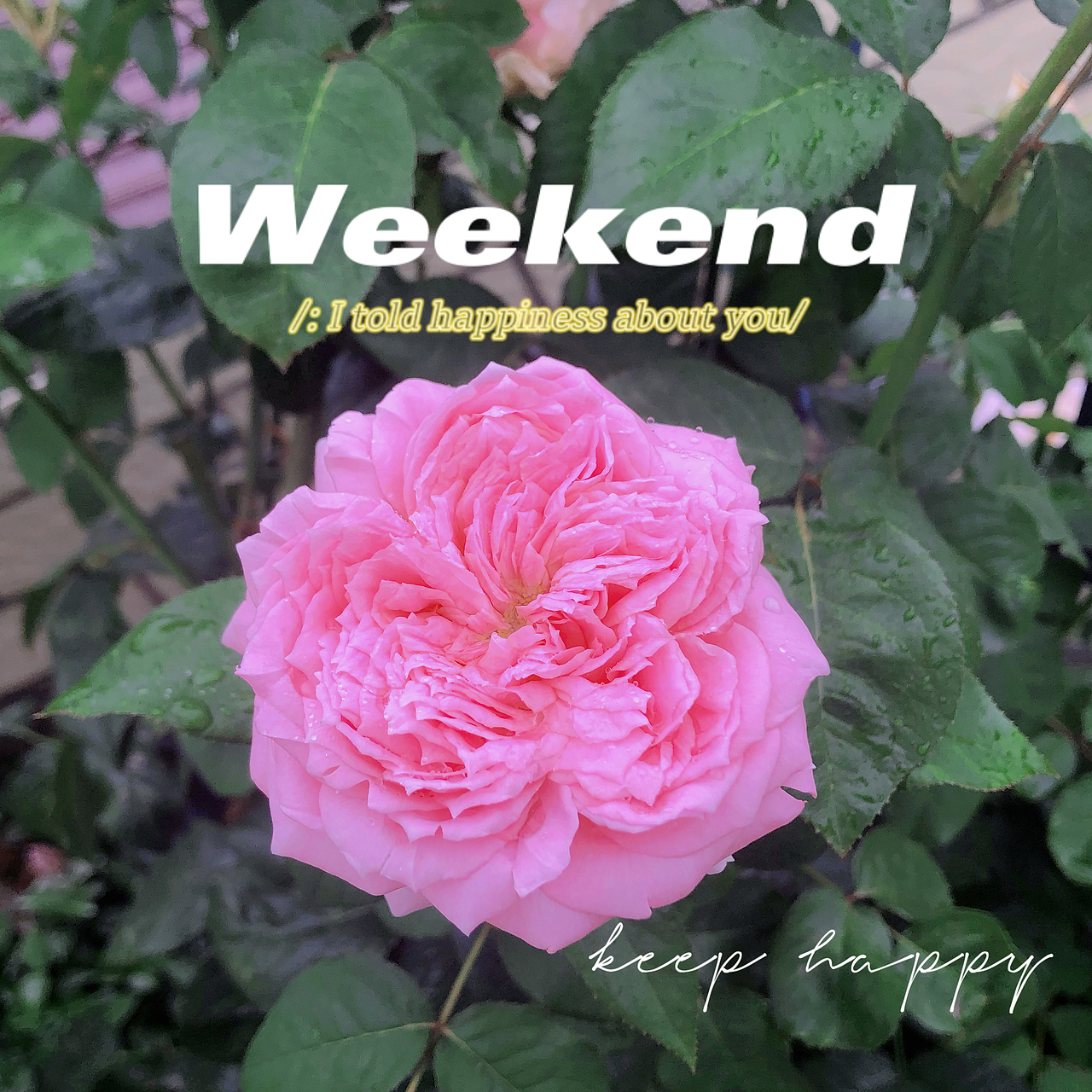 下雨天,花朵和露珠真的绝配