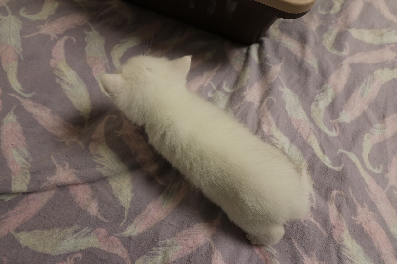 猫 161-英短-纯白-母-五粉-头无灰色毛-23-405g（图ZMjA4NjA3ODMy） - 宠物摄影 - 站酷设计师沐米猫舍原创素材 - 站酷ZCOOL