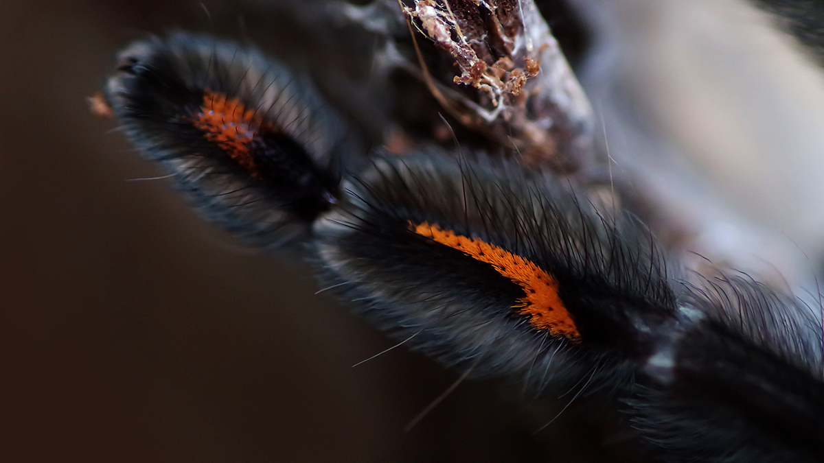 捕鸟蛛摄影（图ZMTY3NDU4ODM2） - 宠物摄影 - 站酷设计师游侠Lo原创素材 - 站酷ZCOOL