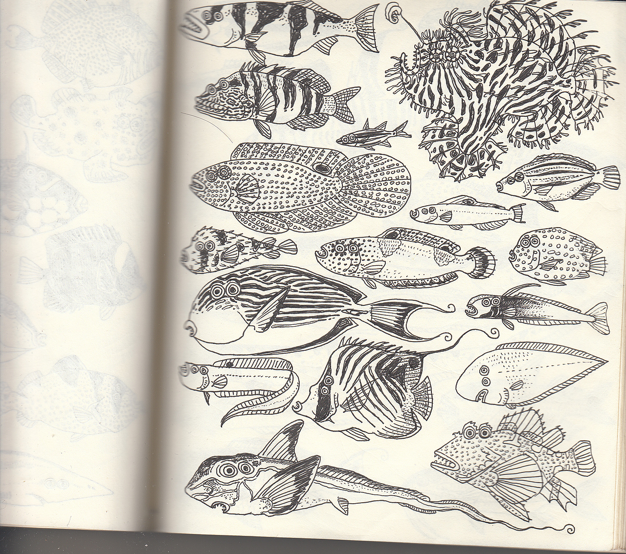 眼睛长在一侧的观赏鱼