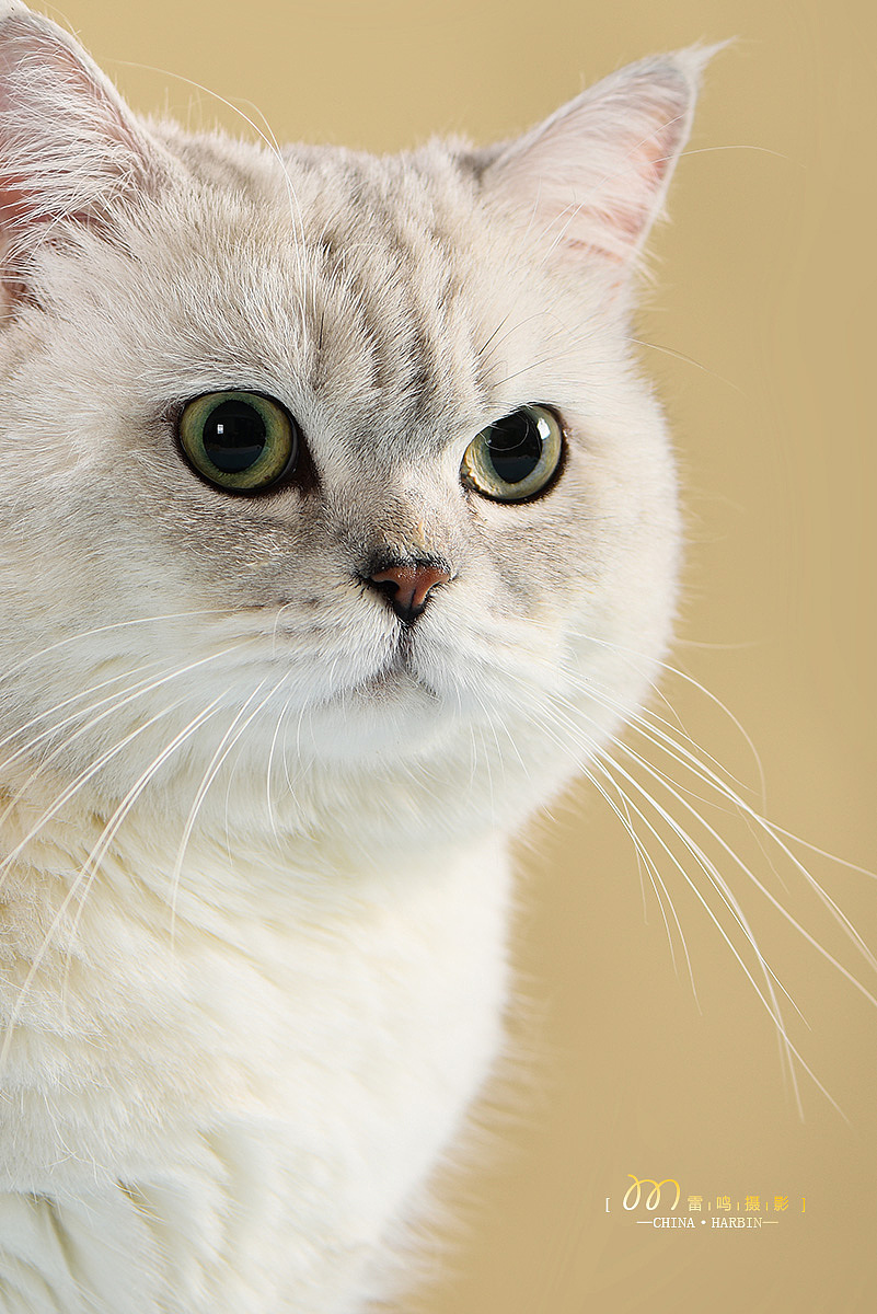 《MOJO喵鲜酱》美食产品 环境 宠物食品哈尔滨雷鸣摄影