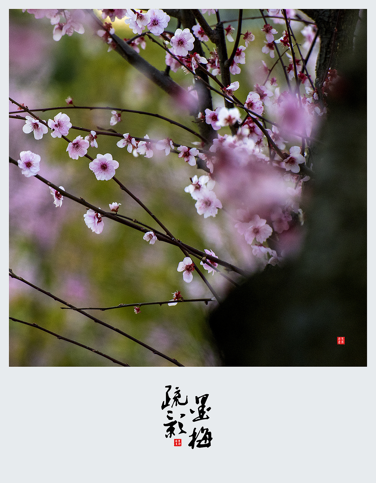 【墨梅. 疏影】