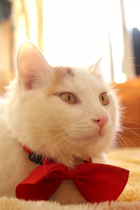 形影不离的“双”胞胎