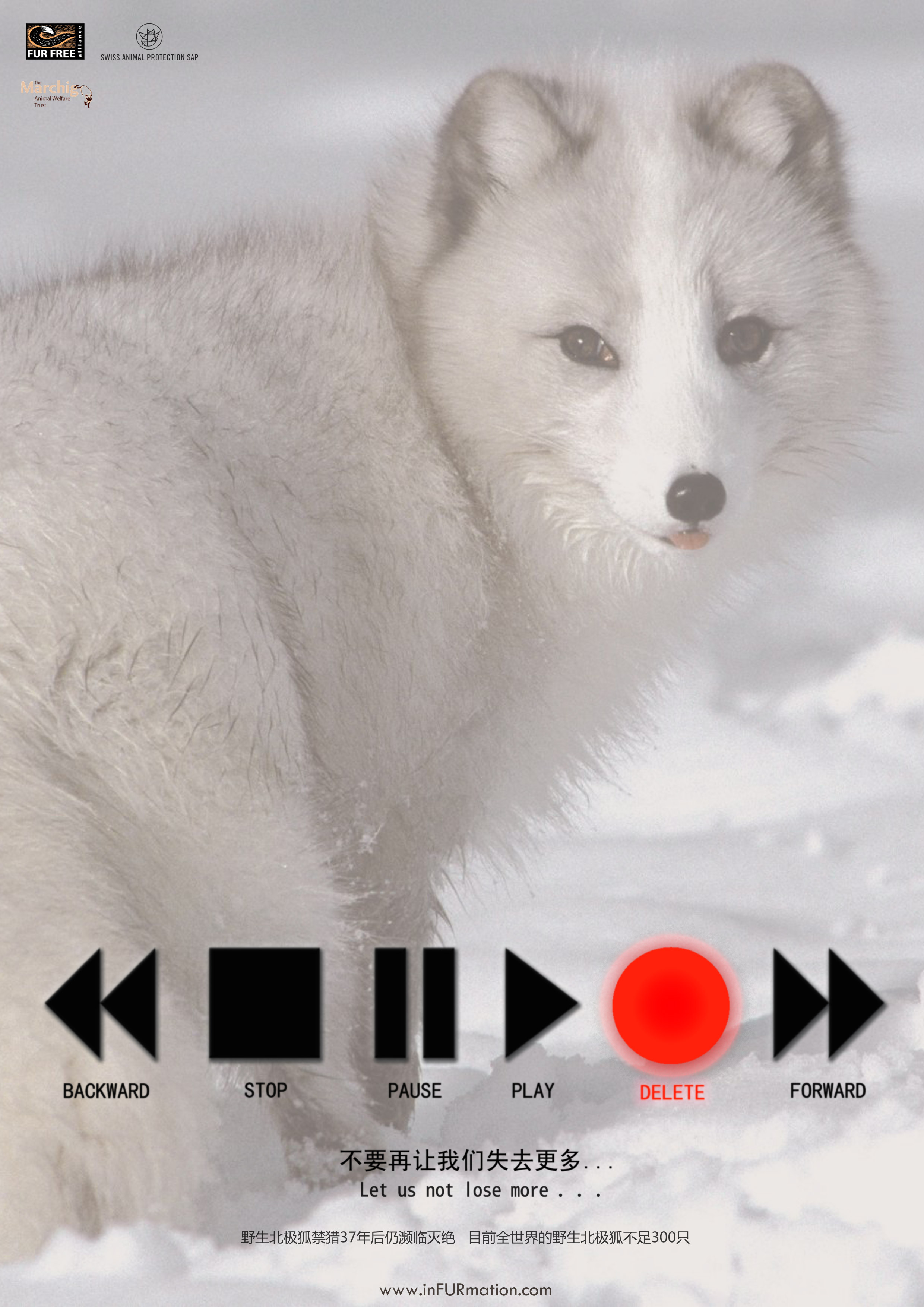 反皮草海报作品"北极狐"