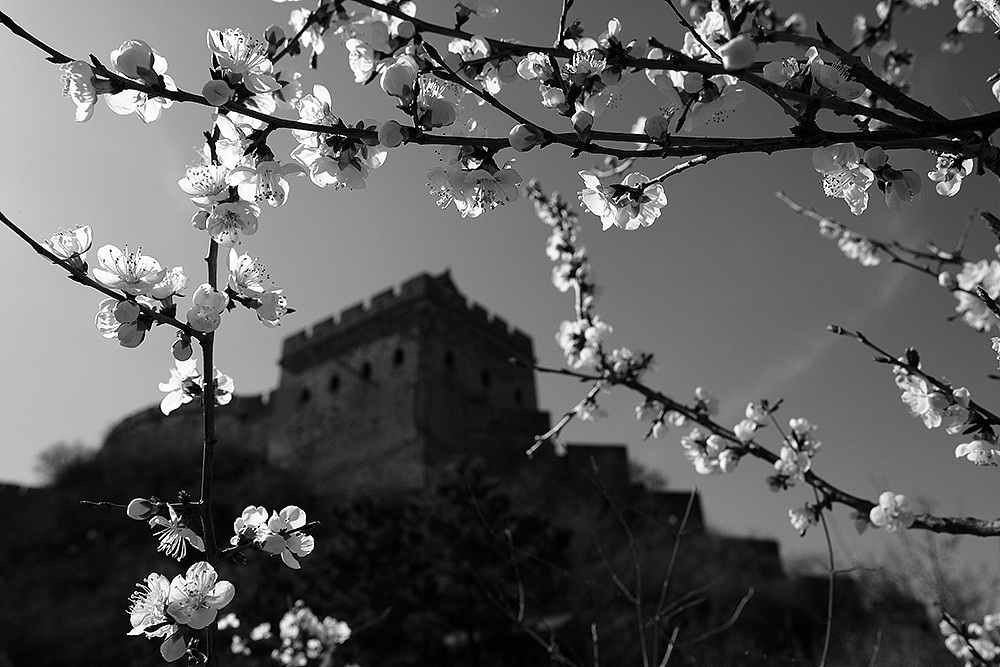 杏花时节金山岭（图ZODA2NTcyMTY=） - 环境/建筑摄影 - 站酷设计师北风制造原创素材 - 站酷ZCOOL
