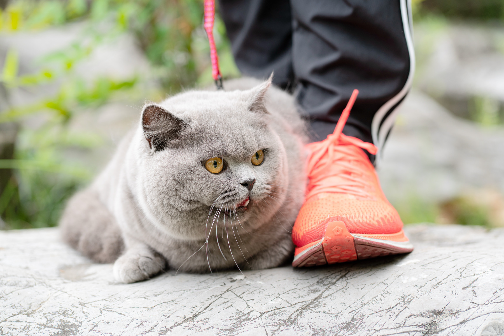 英短 蓝猫 纯蓝色 英国短毛猫 沐米猫舍 适合当种猫
