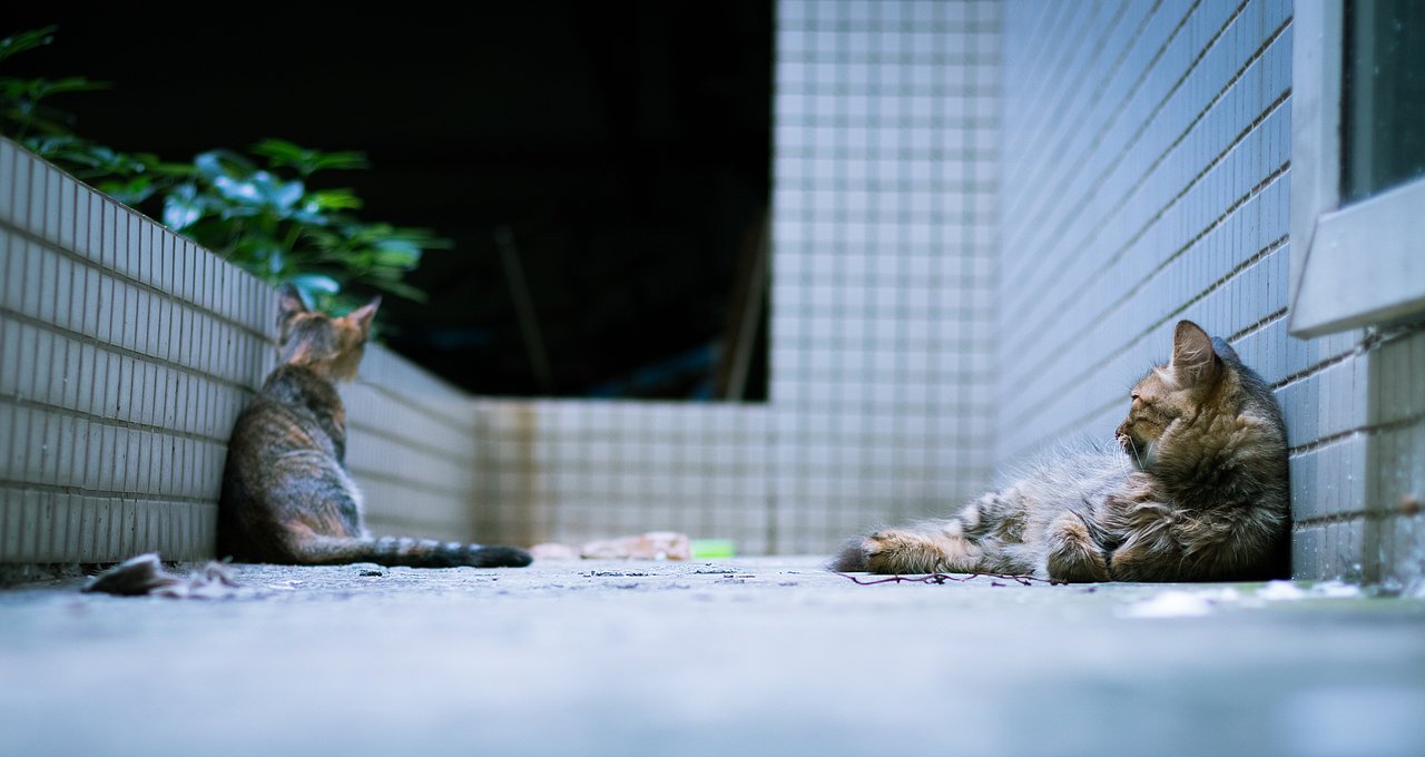 小姐姐&猫&抹茶