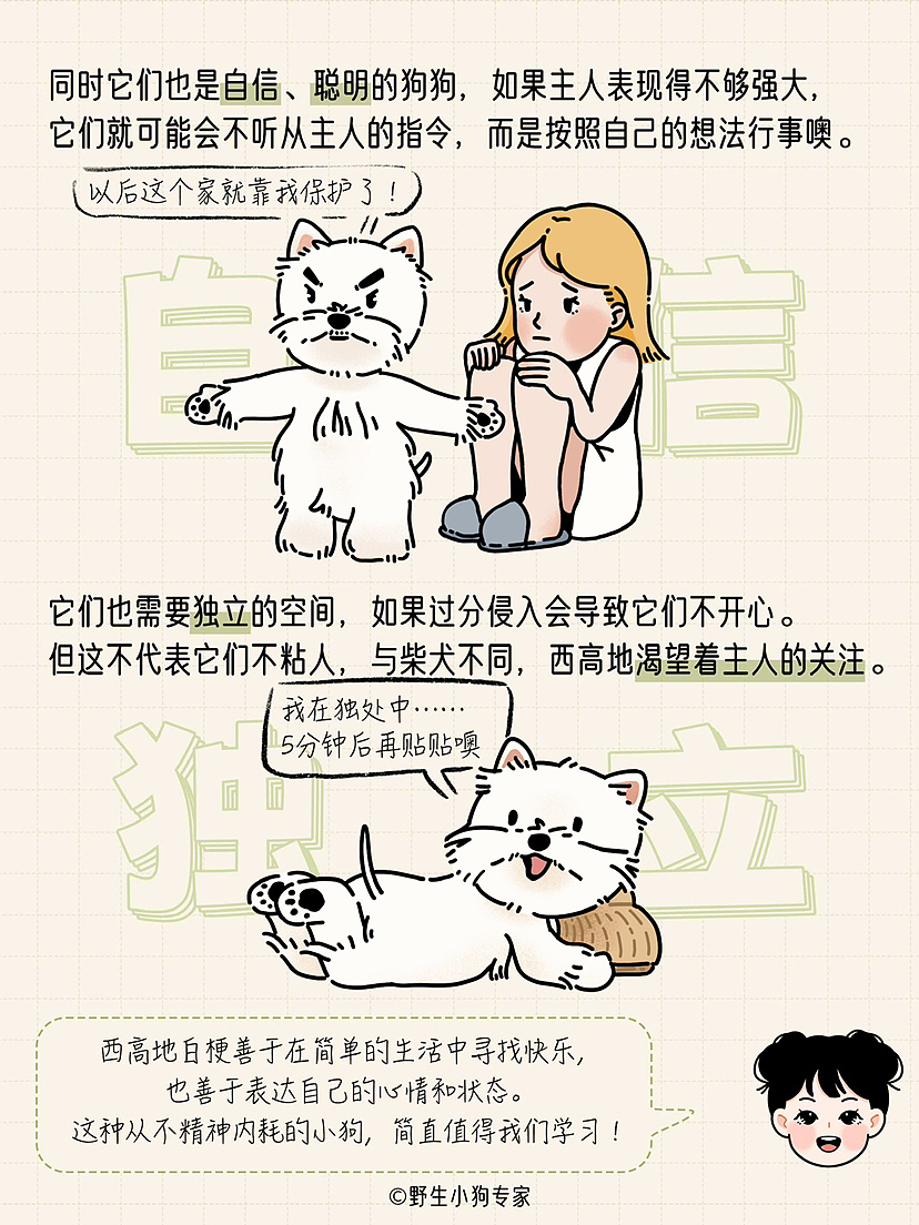 西高地白梗:勇敢自信的艺术家