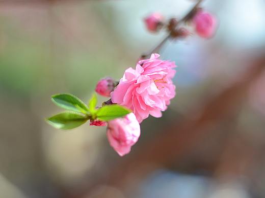 桃花溝（個人主頁-ZMjY3NzczNzY=） - 人像攝影 - 站酷設計師嘿豬兒原創(chuàng)素材 - 站酷ZCOOL