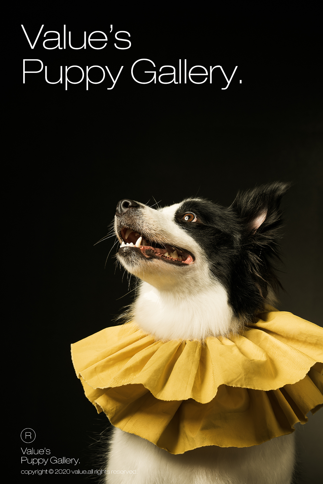 闯进狗狗美术馆！（W-wang！）（图ZMjEwNTU2NDMy） - 宠物摄影 - 站酷设计师DPISSTUDIO原创素材 - 站酷ZCOOL