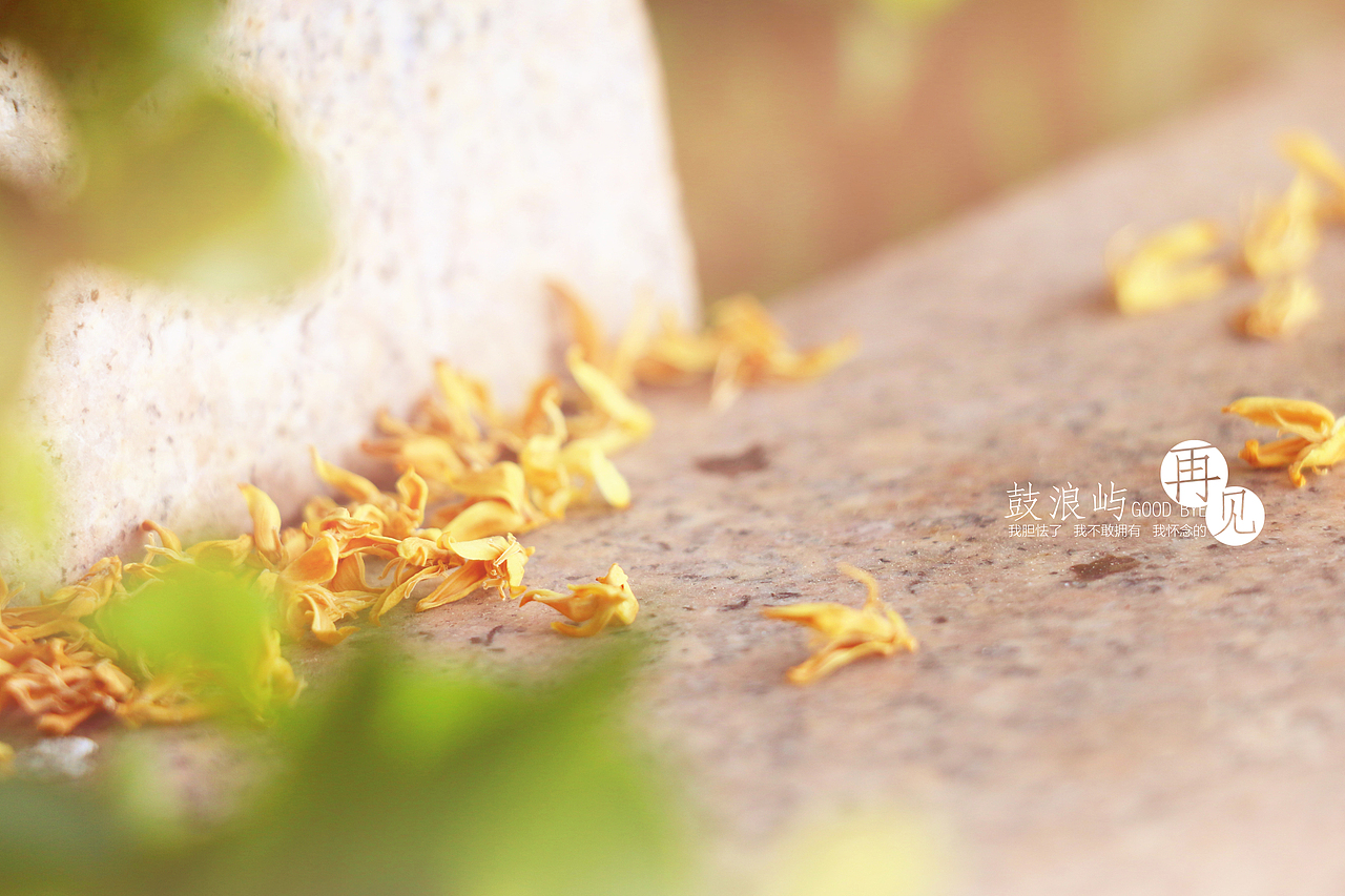 边走边看...鼓浪屿...再见