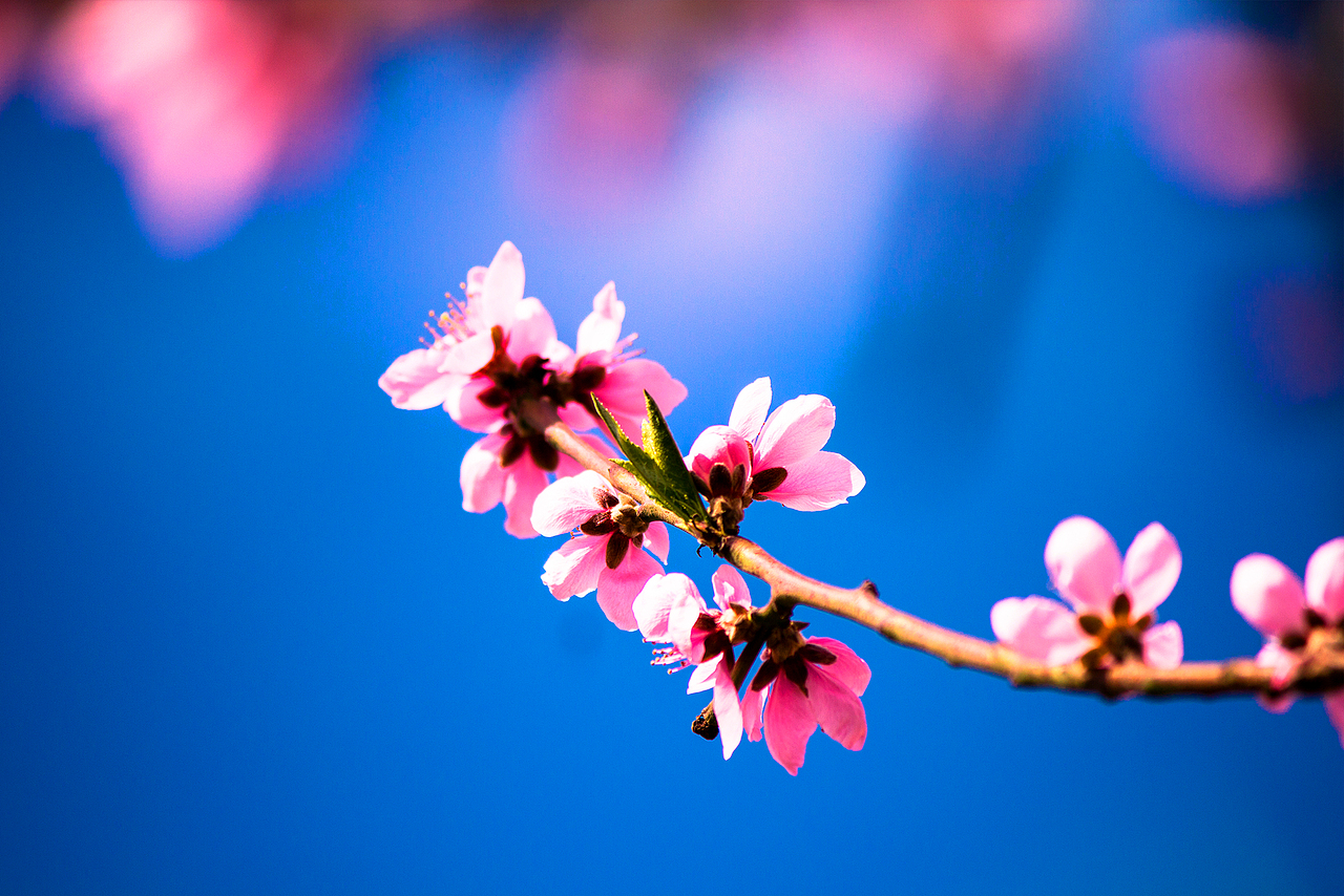 在那桃花盛开的地方