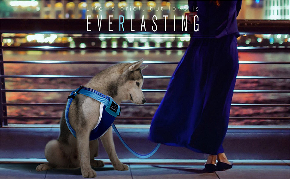 宠物产品场景图合集