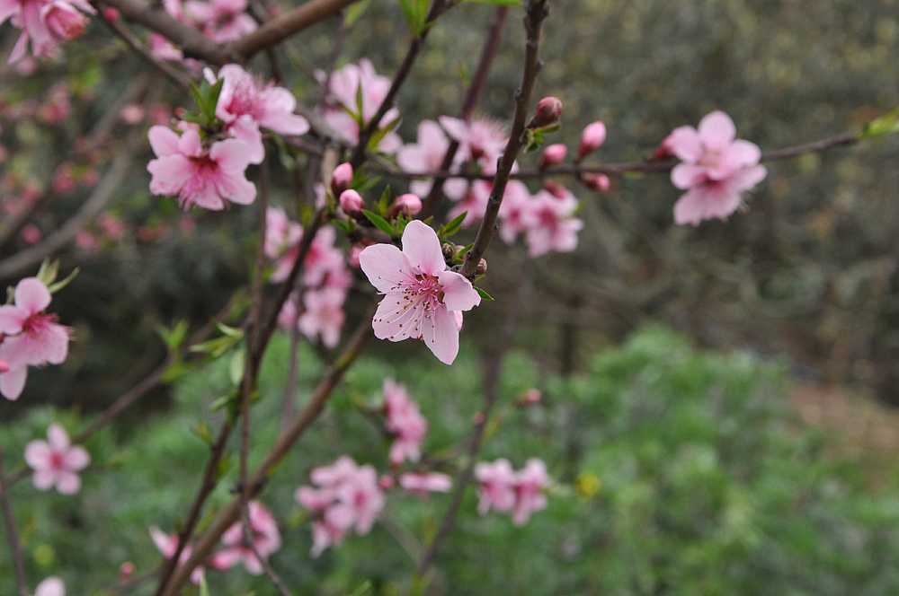 成都-龙泉-桃花山（图ZMTQ3NzgwNTY=） - 风光摄影 - 站酷设计师爱摄影的少年斌帅原创素材 - 站酷ZCOOL