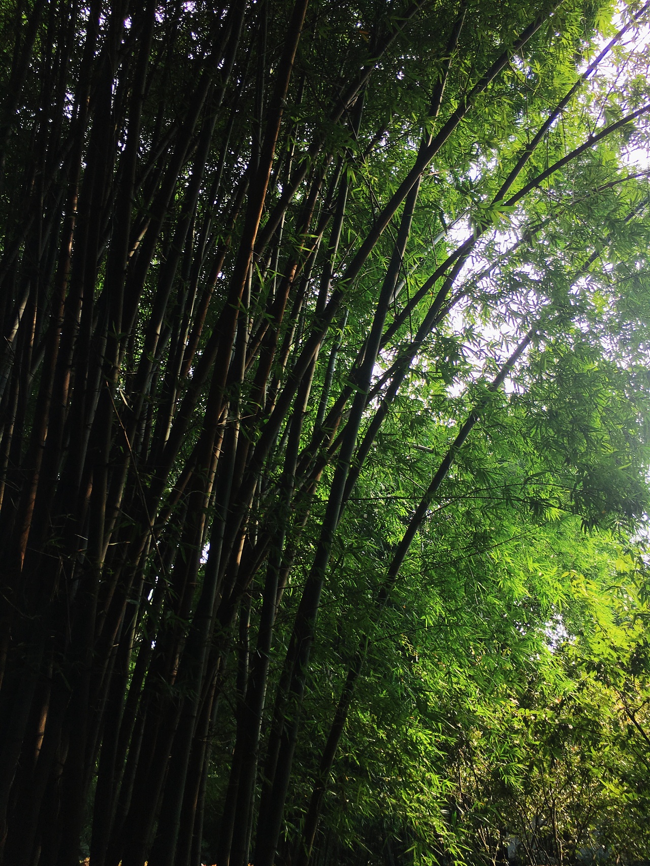 成都望江公园竹子图片图片