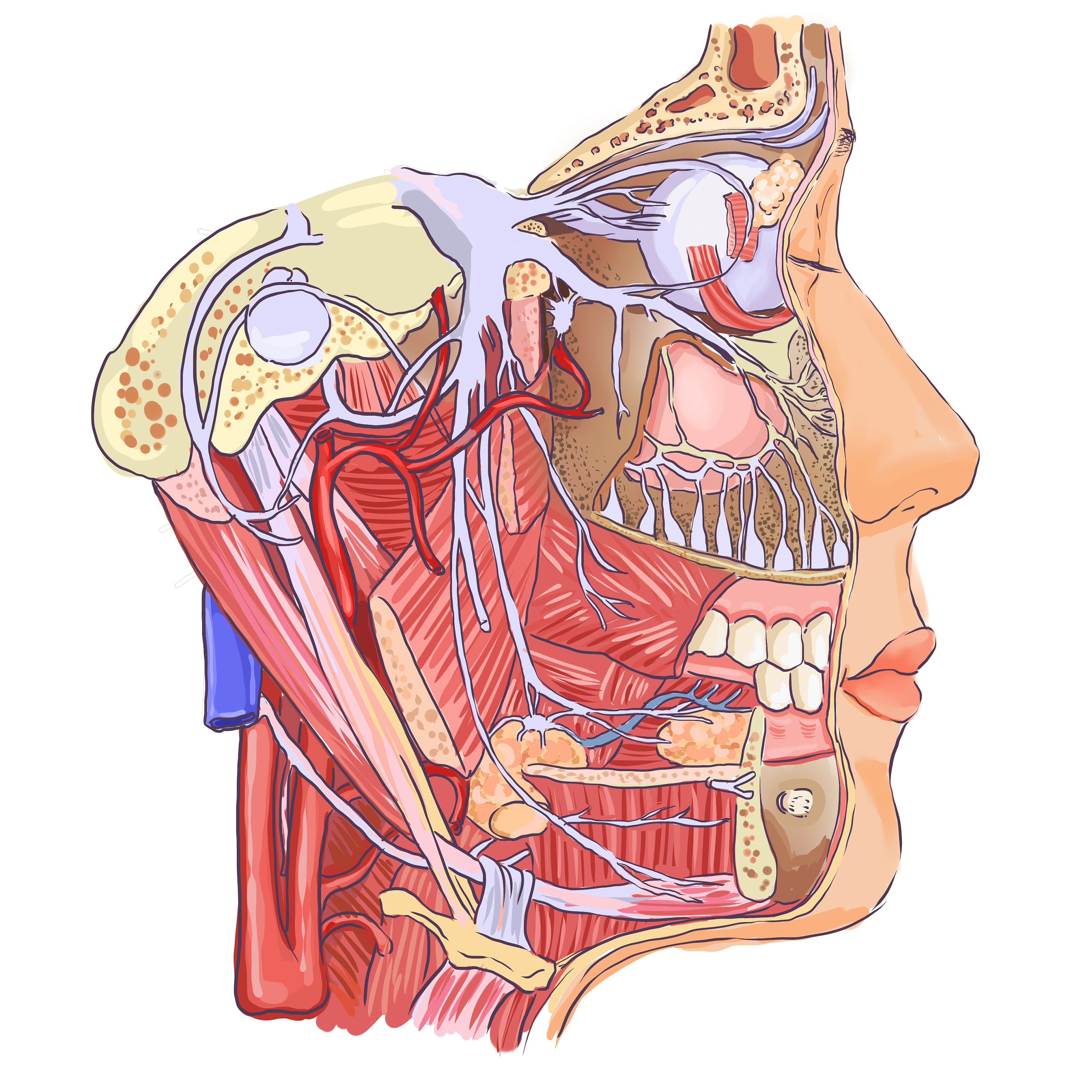 医学类杂志插画 (略恐怖.不喜勿喷)