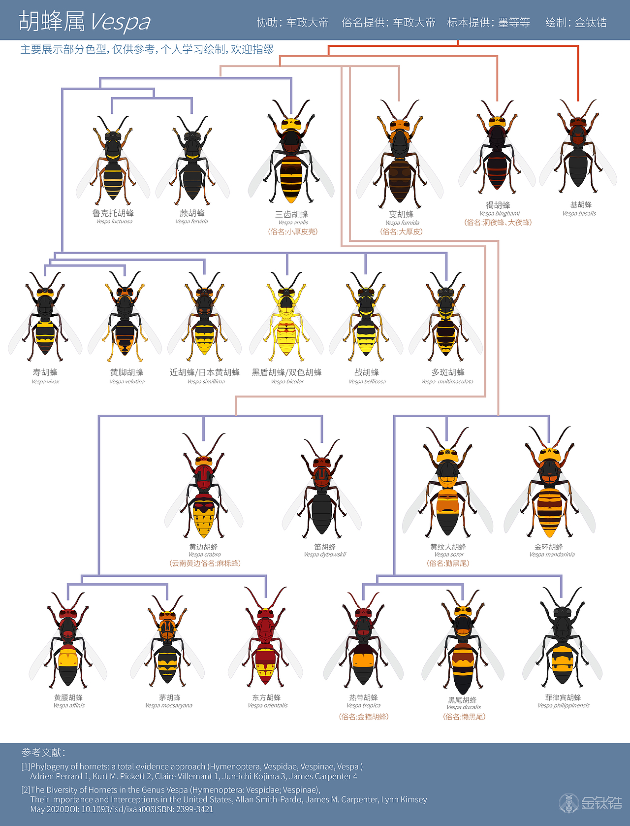 常见胡蜂,马蜂色型,车政大帝,墨等等,金钛锆