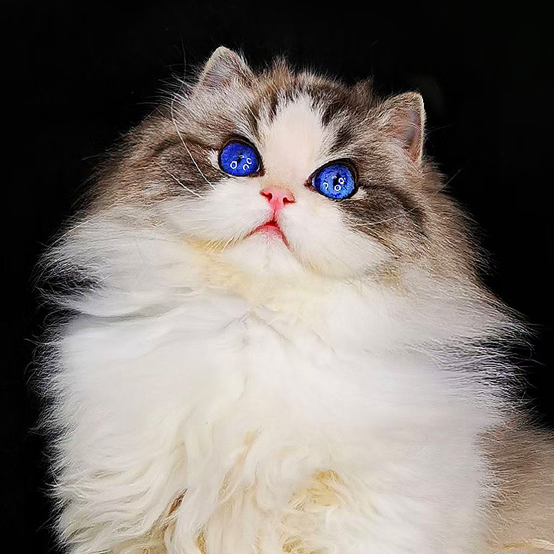 布偶猫-活体动物详情页（图ZMjUzODQ2ODI0） - 其他 - 站酷设计师走路带F风原创素材 - 站酷ZCOOL