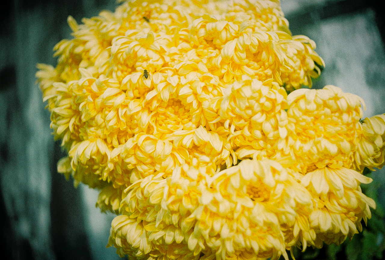 摄胶记~（图ZMTM5MzE5MTg0） - 风光摄影 - 站酷设计师阿尔法Romeo原创素材 - 站酷ZCOOL