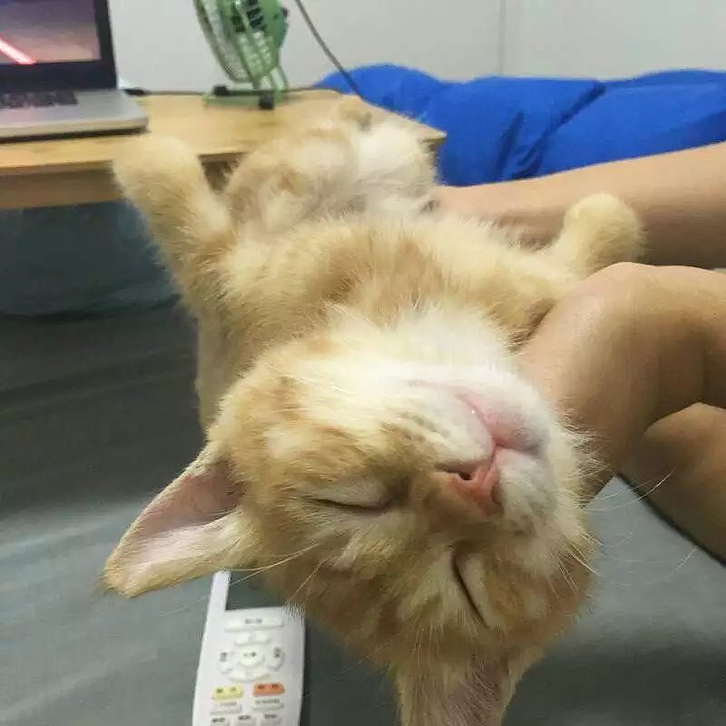 菜刀眼黄豆芽的日常（图ZODEwMzg1NDA=） - 宠物摄影 - 站酷设计师violasean原创素材 - 站酷ZCOOL