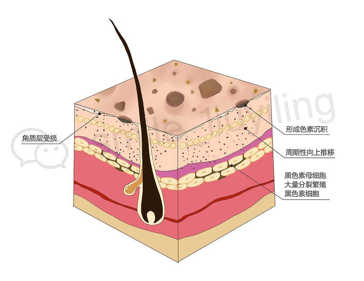 图096 阴囊部 (HE×100)-人体皮肤组织学-医学