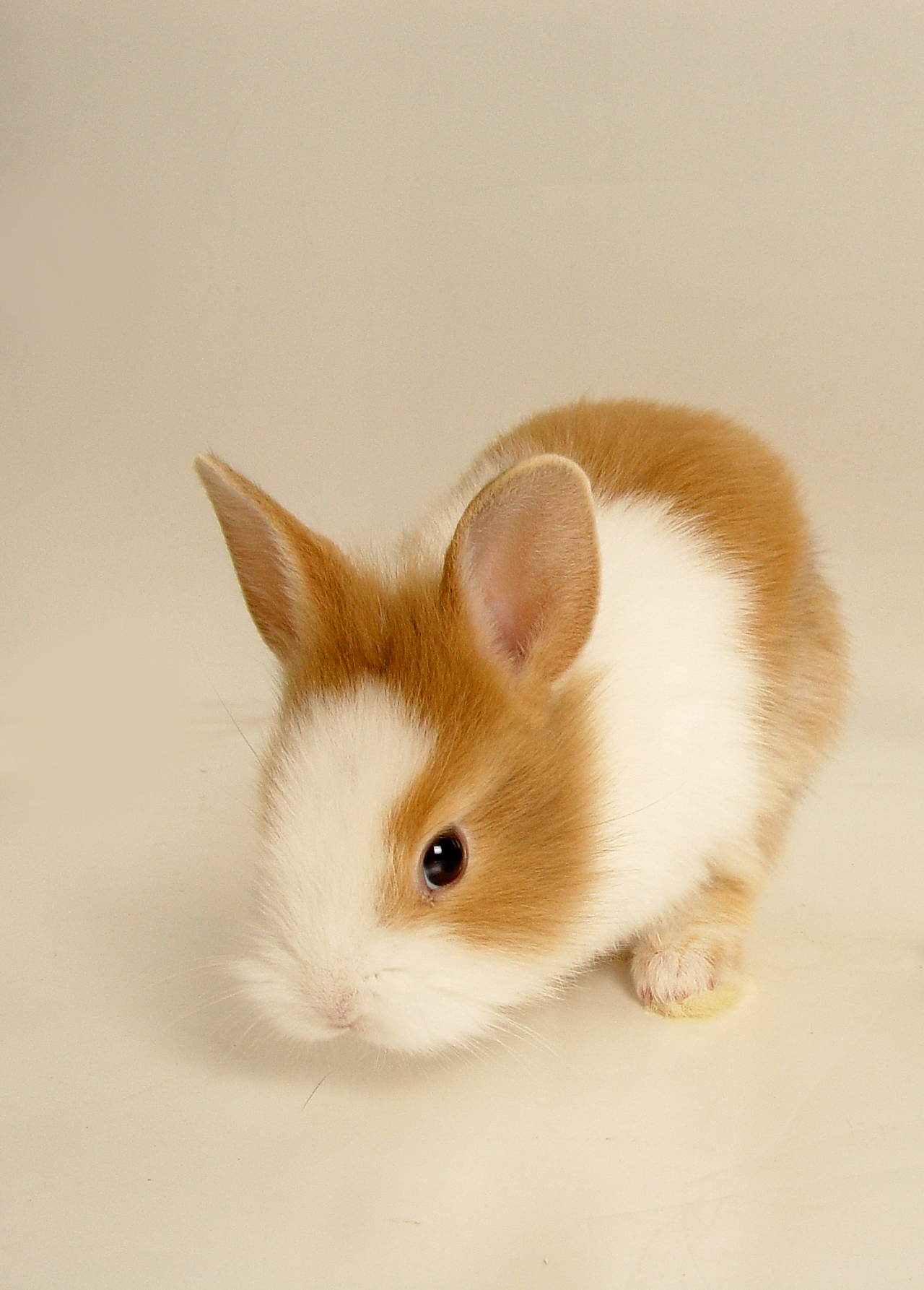 宠兔（图ZMTkyODAzMjQ=） - 宠物摄影 - 站酷设计师二七水原创素材 - 站酷ZCOOL