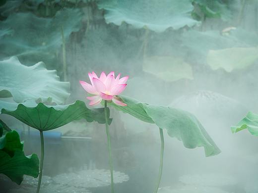 2019年，夏荷