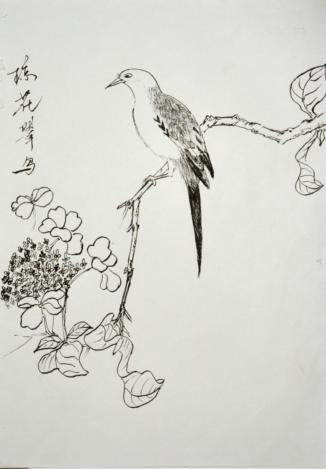 白描速写花鸟虫花插画