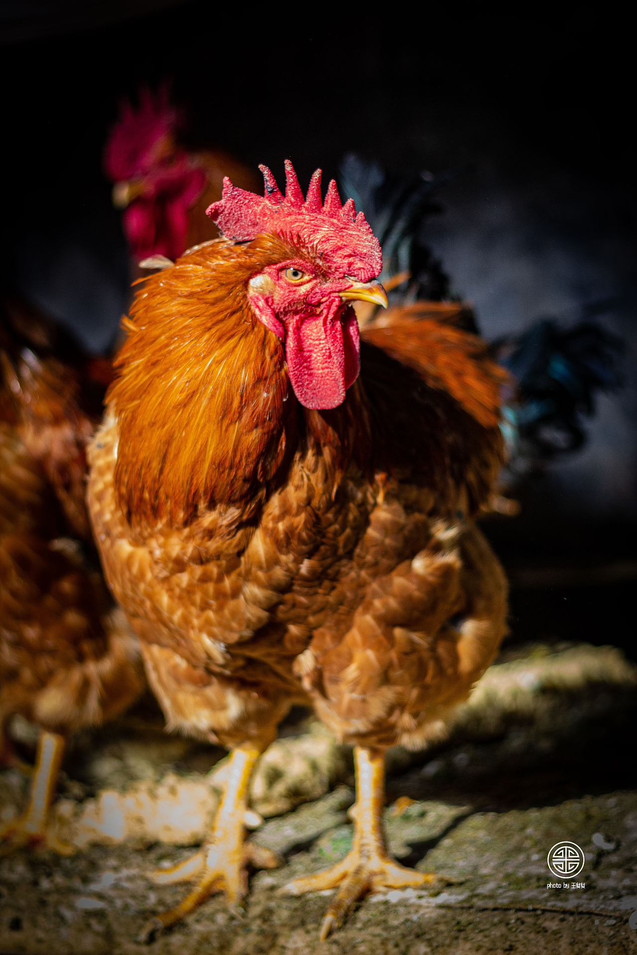 牛年元旦拍公鸡|摄影|宠物摄影|王夋夋 - 原创作品 - 站酷 (zcool)