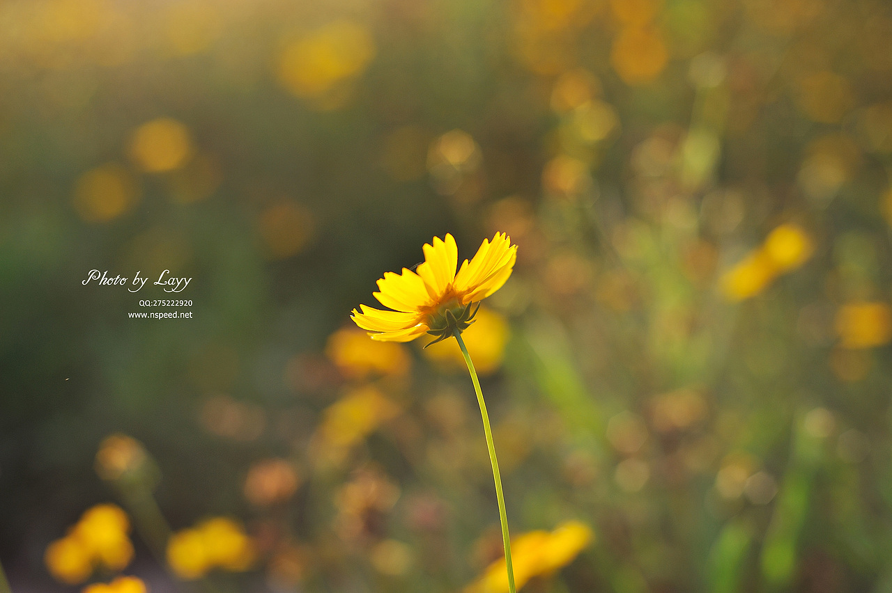 《等,下一个天亮》# layy的时光机 #