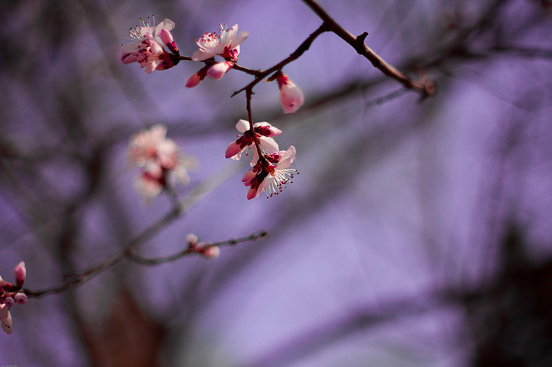 20140321奥林匹克森林公园(上)(图ZMTQ5NjA0NDQ=) - 风光摄影 - 站酷设计师火锅肥牛面原创素材 - 站酷ZCOOL