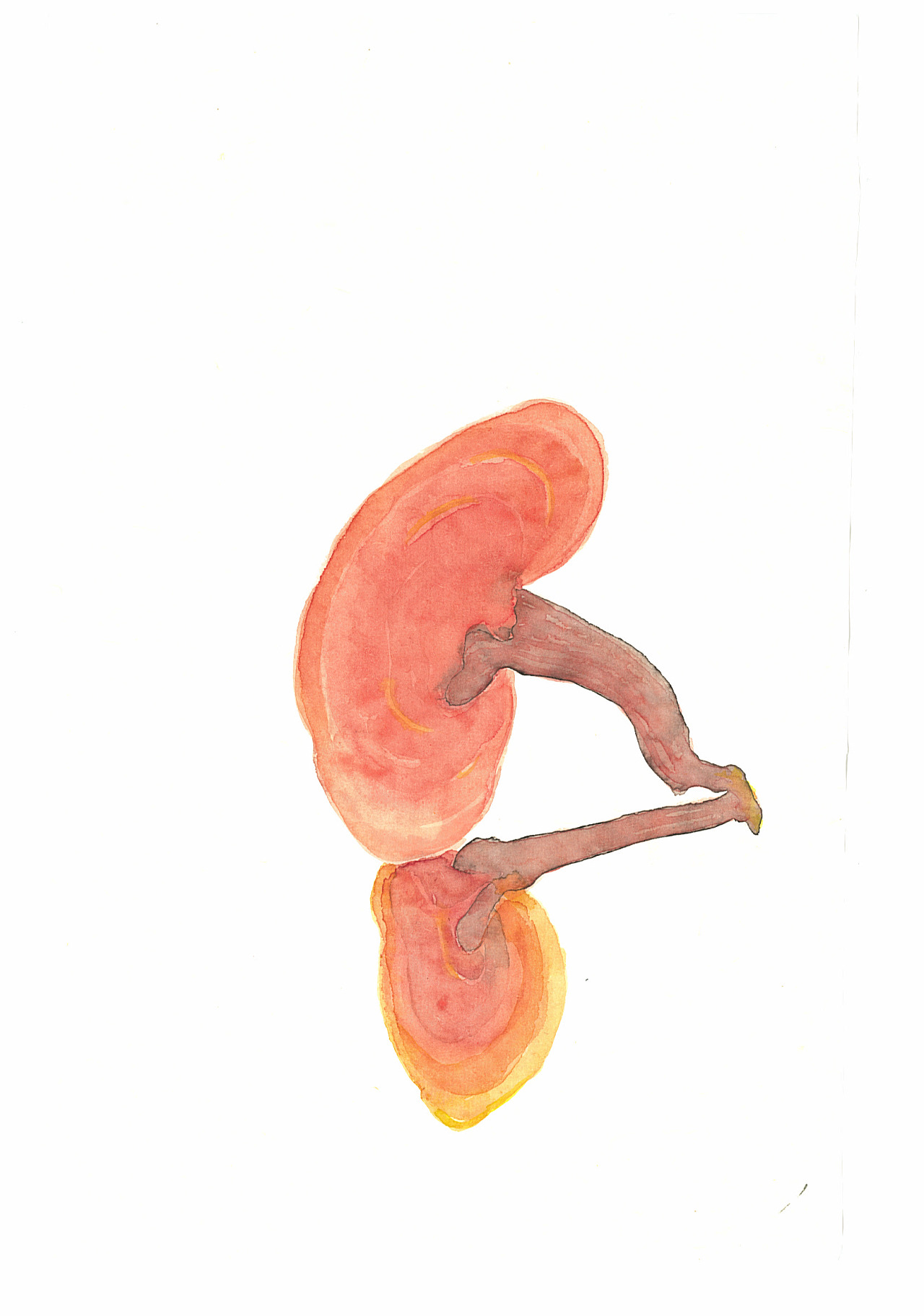 中草药工笔手绘一套|纯艺术|绘画|曾令晗晗晗晗晗 - 原创作品 - 站酷