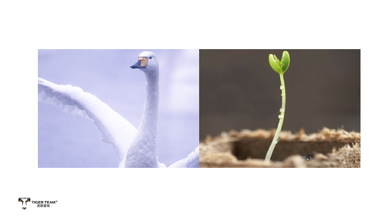 虎跃营销—so as to护肤品品牌创作（图ZMTExNTgxMTE2） - 品牌 - 站酷设计师虎跃营销原创素材 - 站酷ZCOOL