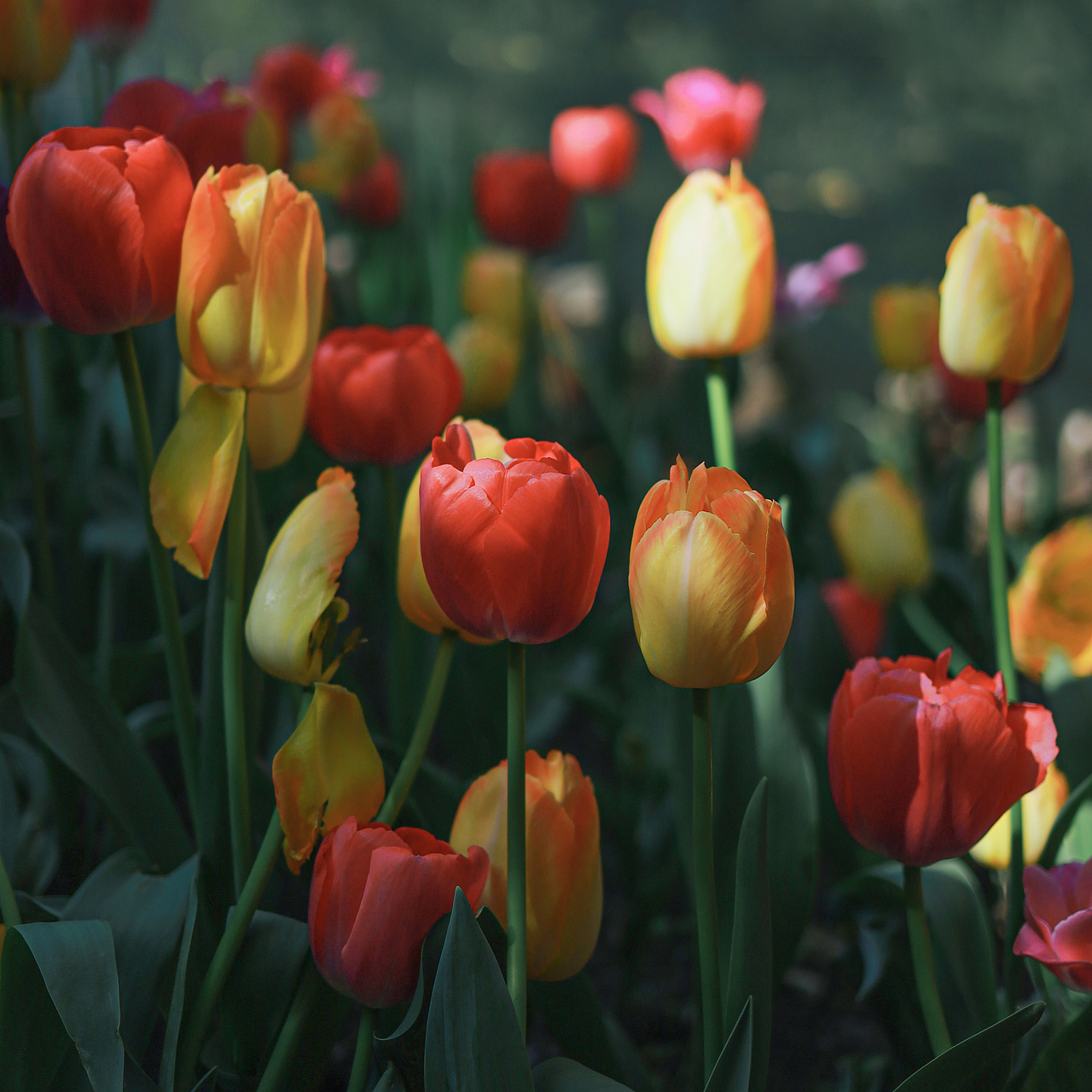 春日顶流-郁金香