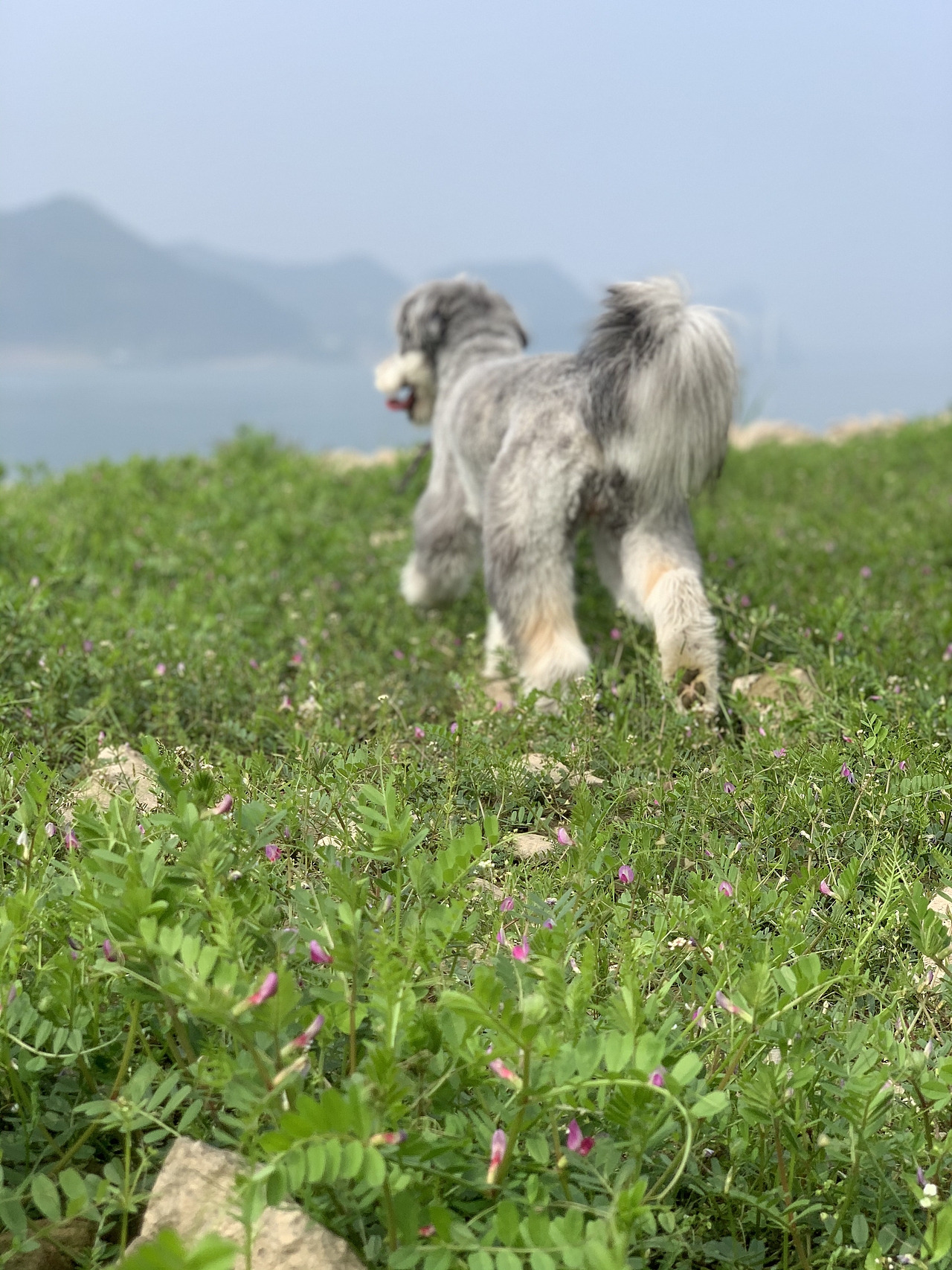 重在参与-分享自己的小宝贝（图ZMzE1NTE2NTIw） - 宠物摄影 - 站酷设计师Zihele_原创素材 - 站酷ZCOOL