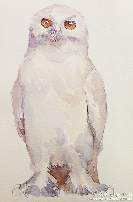 第4期水彩插画全日班课程示范——雪鸮的水彩上色步骤