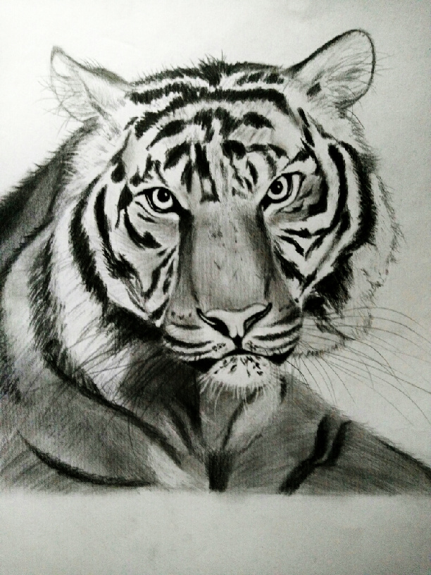 老虎眼睛绘画图片