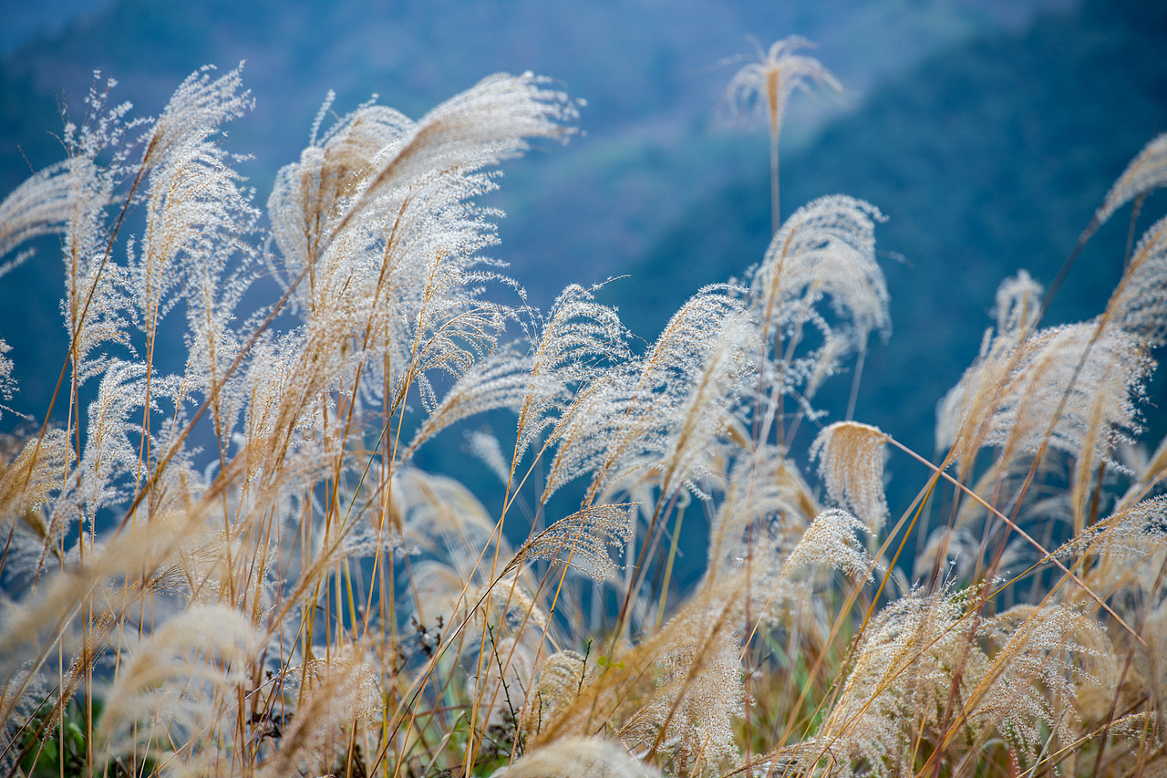 蘆花開的季節(jié)（圖ZMjc5Mjk5NzIw） - 風光攝影 - 站酷設計師游在外面的魚原創(chuàng)素材 - 站酷ZCOOL