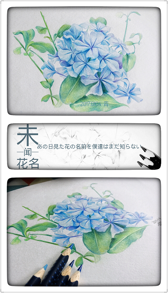 彩铅手绘未闻花名