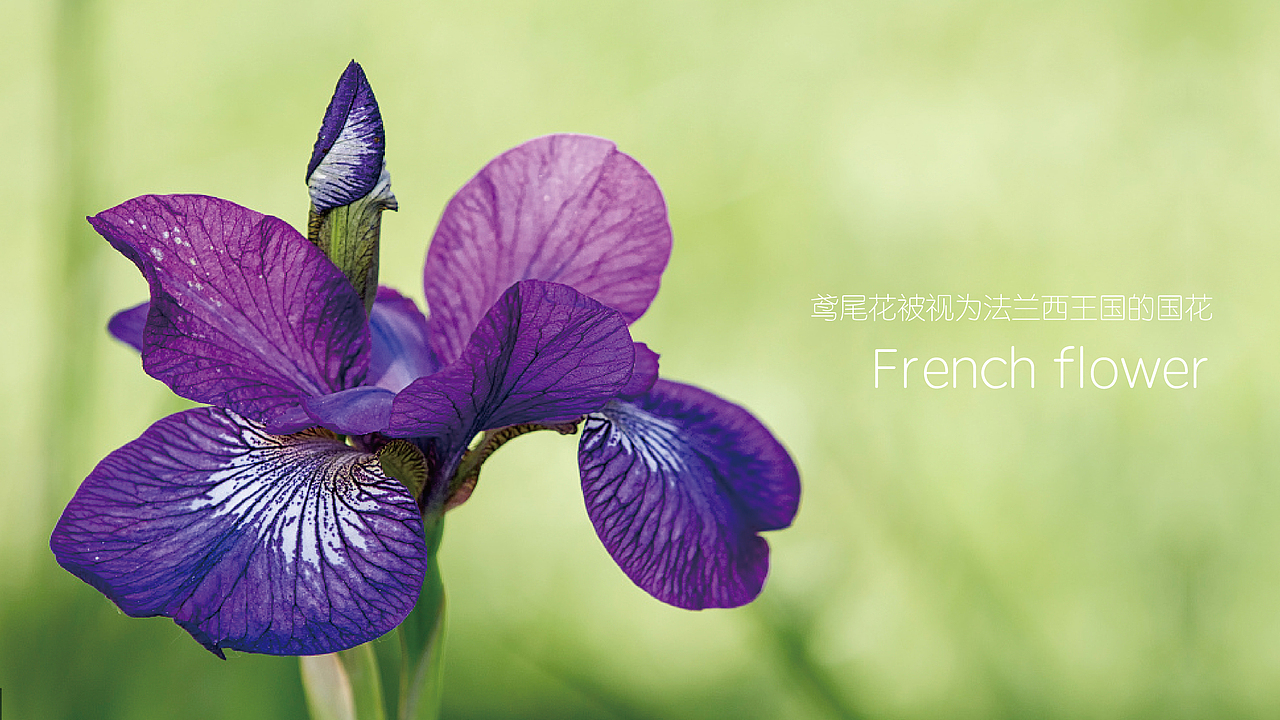 fleur 馥蕾,甜品品牌logo（图ZODgwMTkxMTY=） - Logo - 站酷设计师九禹品牌设计原创素材 - 站酷ZCOOL