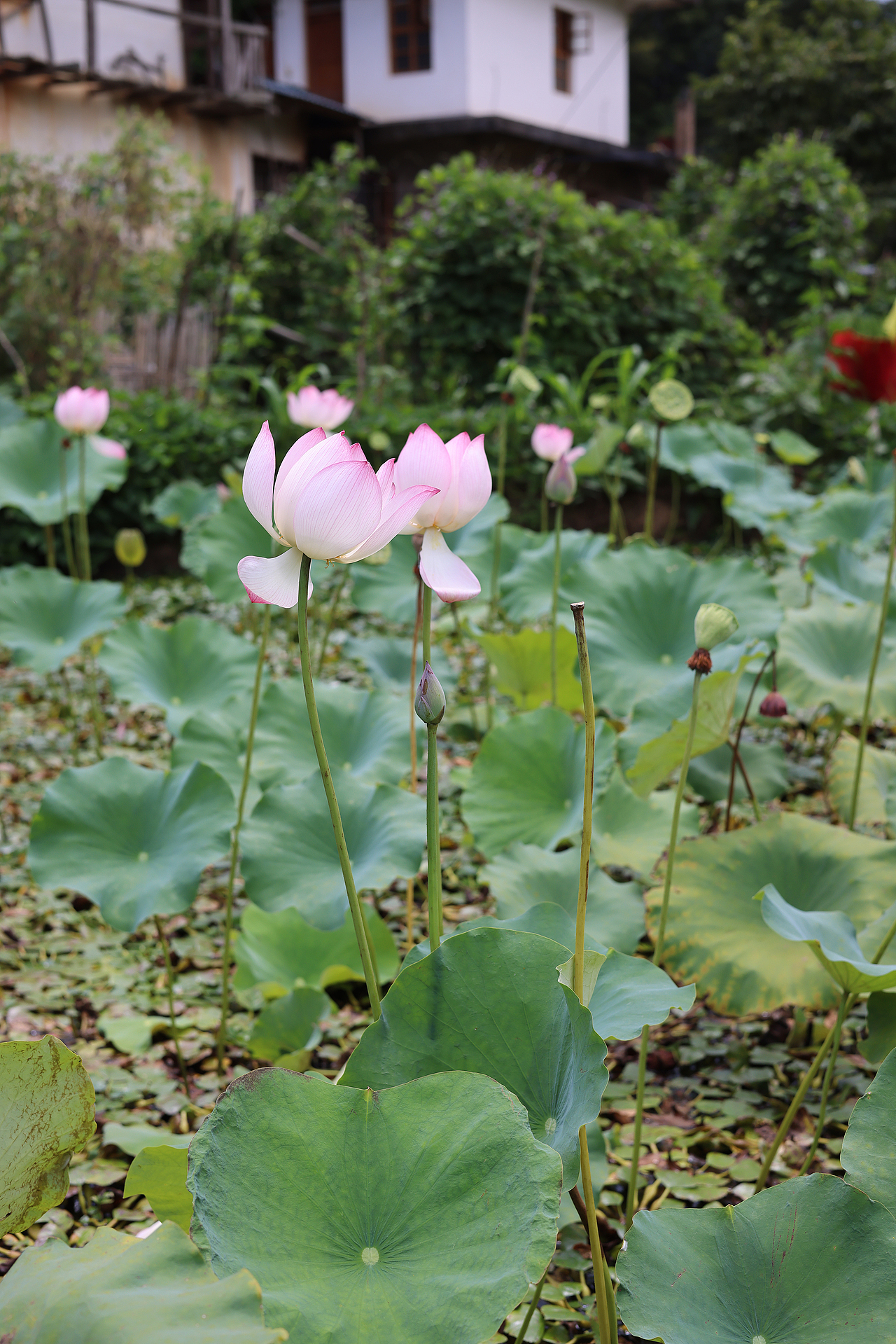 荷花荷叶池塘莲花素材壁纸下载高清开花花瓣素材背景