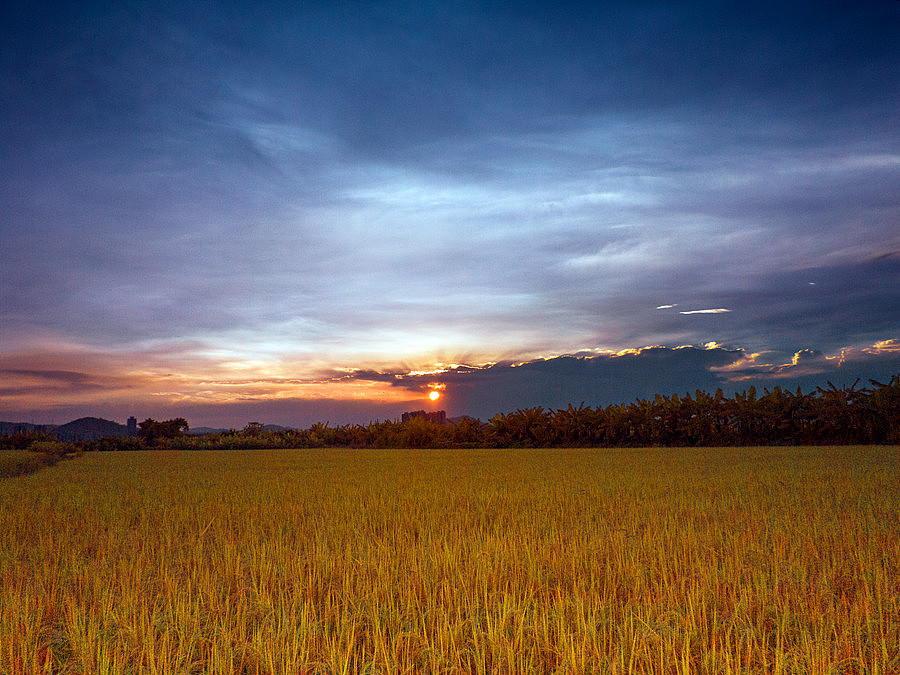 稻田成熟时期（图ZNjAxNDA1MzI=） - 风光摄影 - 站酷设计师janction原创素材 - 站酷ZCOOL