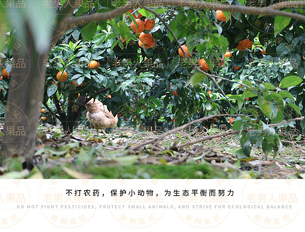 沃柑详情页（图ZMTAyNzgxOTIw） - 宣传物料 - 站酷设计师邱公城原创素材 - 站酷ZCOOL