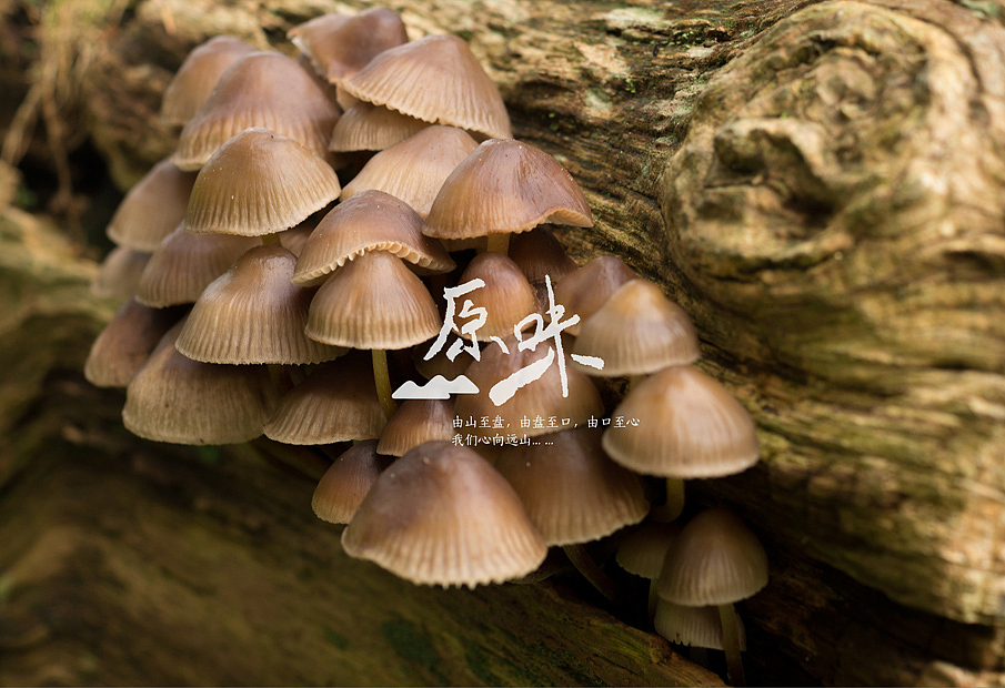 远山炭火火锅,与创广告设计,平面/ 品牌 /VI/logo标志/导视/包装 /策划/空间(图ZMzE1MDY1NjQ=) - 品牌 - 站酷设计师唐永君原创素材 - 站酷ZCOOL
