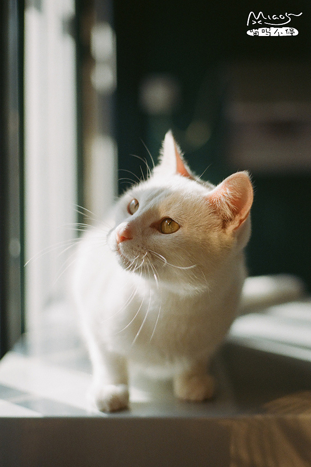 我和我的喵呜们(六)