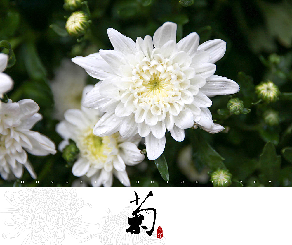 【東泽视觉】福建省第五届菊花展以及莆田市第七届盆景展